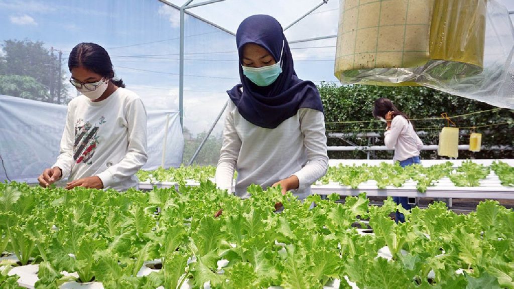 Temukan Peluangmu Di Usaha Budidaya Tanaman Hidroponik, Tumbuh Segar ...